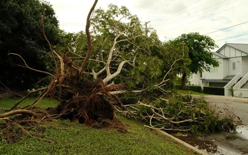 Uprooted tree and broken branches across a front yard after a storm, a raised house behind