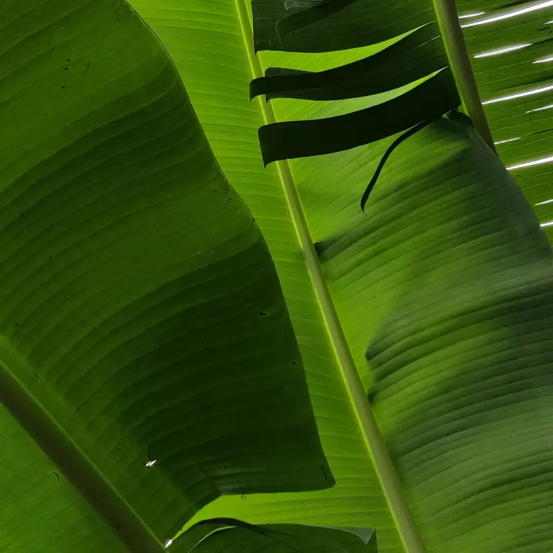 Banana leaf in the summer sun
